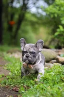 Jewel, a female French Bulldog for sale in Dundee, OH – 10 of 10