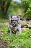 Jewel, a female French Bulldog for sale in Dundee, OH – 9 of 10