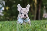 Brodie, a male French Bulldog for sale in Dundee, OH – 5 of 9