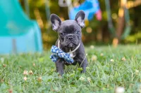 Jasper, a male French Bulldog for sale in Dundee, OH – 5 of 10