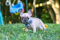 Rocky, a male French Bulldog for sale in Dundee, OH – 4 of 10