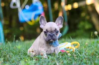 Rocky, a male French Bulldog for sale in Dundee, OH – 6 of 10