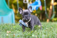 Jasper, a male French Bulldog for sale in Dundee, OH – 6 of 10