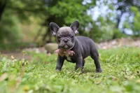 Darla, a female French Bulldog for sale in Dundee, OH – 8 of 10