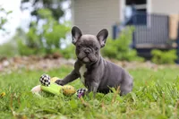 Darla, a female French Bulldog for sale in Dundee, OH – 3 of 10