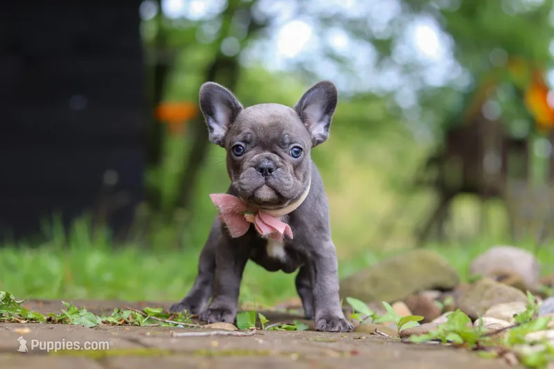 Darla – French Bulldog puppy for sale in Dundee, OH