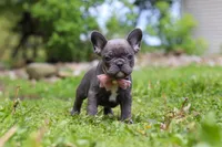 Darla, a female French Bulldog for sale in Dundee, OH – 5 of 10