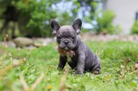 Darla, a female French Bulldog for sale in Dundee, OH – 4 of 10