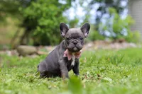 Darla, a female French Bulldog for sale in Dundee, OH – 6 of 10
