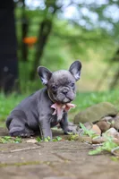 Darla, a female French Bulldog for sale in Dundee, OH – 10 of 10