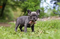 Darla, a female French Bulldog for sale in Dundee, OH – 7 of 10