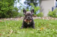 Darla, a female French Bulldog for sale in Dundee, OH – 9 of 10