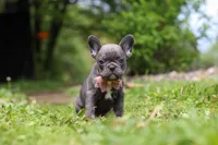 Darla, a female French Bulldog for sale in Dundee, OH – 2 of 10