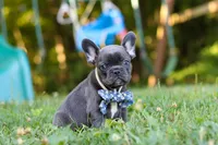 Jasper, a male French Bulldog for sale in Dundee, OH – 7 of 10