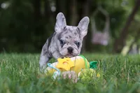 Brodie, a male French Bulldog for sale in Dundee, OH – 8 of 9