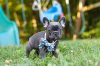 Jasper, a male French Bulldog for sale in Dundee, OH – 2 of 10