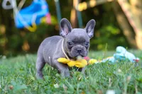 Percy, a male French Bulldog for sale in Dundee, OH – 7 of 10
