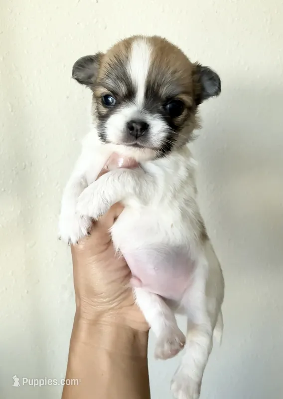 Teacup AKC Babydoll face Bambi- Long coat  – Chihuahua puppy for sale in Corona, CA