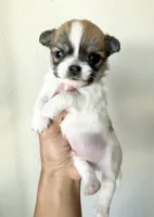  Teacup AKC Babydoll face Bambi- Long coat , a male Chihuahua for sale in Corona, CA – 1 of 7