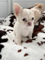 Koda - LC blue eye Babydoll face , a male Chihuahua for sale in Corona, CA – 2 of 5