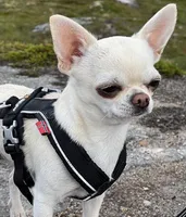 Lily Blossom, a female Chihuahua for sale in Corona, CA – 2 of 4