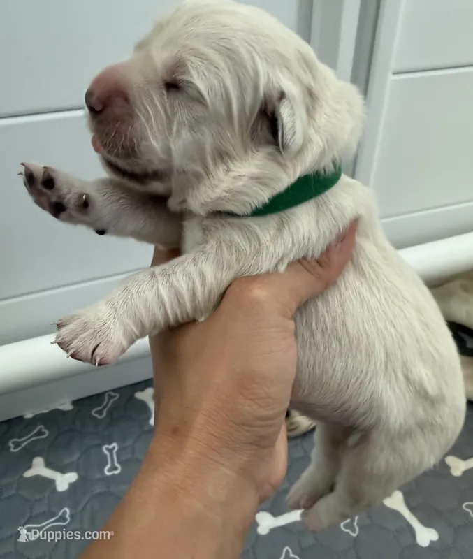 Bentley  – English Cream Golden Retriever puppy for sale in Corona, CA