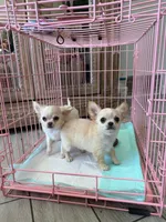 Babydoll Face Waffle - Long coat , a male Chihuahua for sale in Corona, CA – 3 of 8