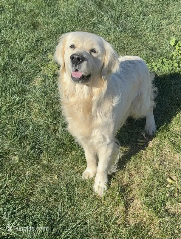 Sweet Winters Rose – English Cream Golden Retriever puppy for sale in Corona, CA