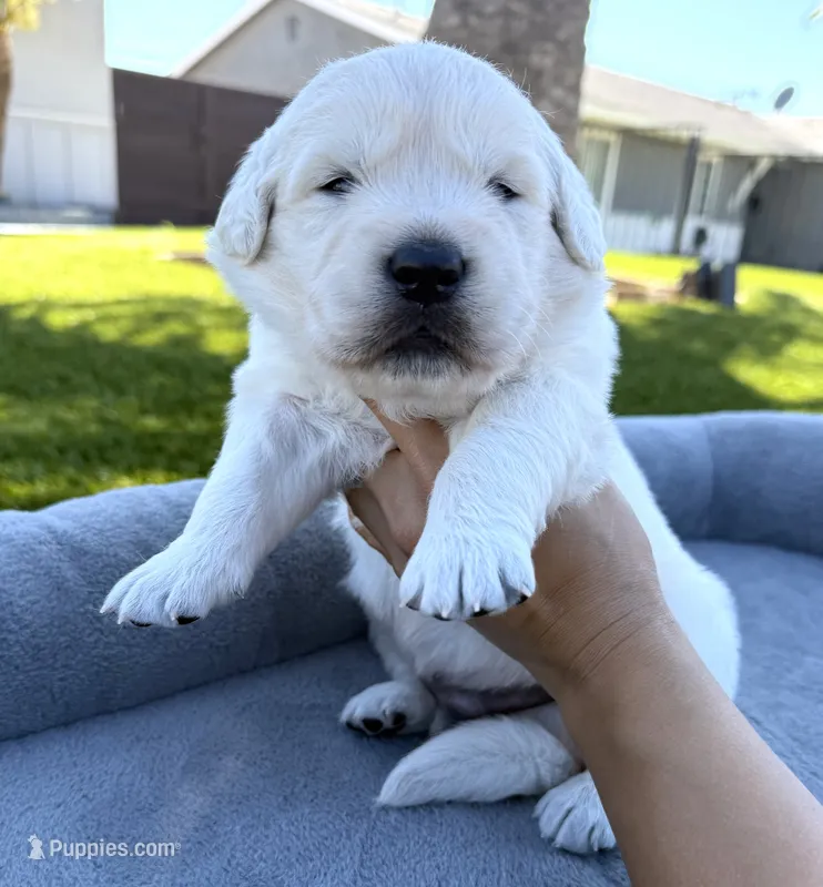 Olaf – English Cream Golden Retriever puppy for sale in Corona, CA