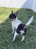Akc Lily , a female Chihuahua for sale in Corona, CA – 5 of 5