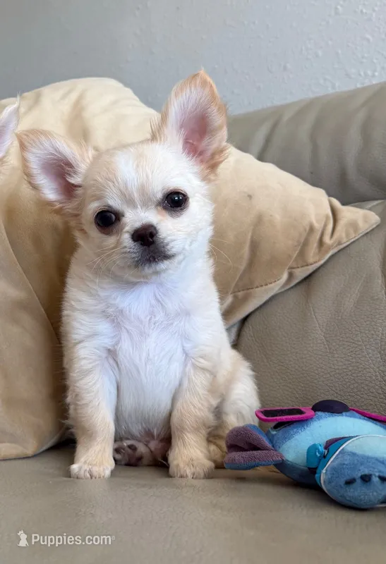 Babydoll Face Waffle - Long coat  – Chihuahua puppy for sale in Corona, CA