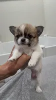 AKC Babydoll face Bambi, a male Chihuahua for sale in Corona, CA – 2 of 8