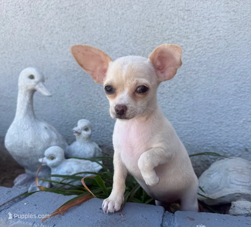 Stella  – Chihuahua puppy for sale in Corona, CA