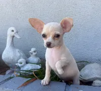 Stella , a female Chihuahua for sale in Corona, CA – 1 of 3