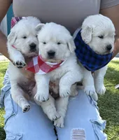 Bentley , a male English Cream Golden Retriever for sale in Corona, CA – 2 of 9