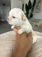 Waffle- Babydoll Face Long coat , a male Chihuahua for sale in Corona, CA – 3 of 9