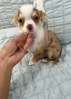 LC Chocolate merle tri  (Crystal Blue eyes) , a male Chihuahua for sale in Corona, CA – 2 of 4