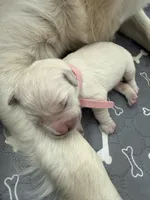 Winter Snow, a female English Cream Golden Retriever for sale in Corona, CA – 2 of 6