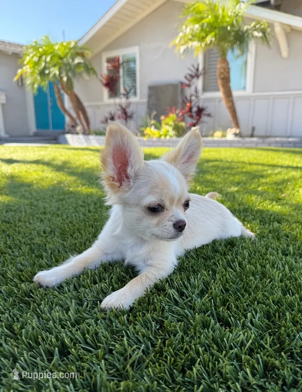 Waffle - Babydoll face long coat  – Chihuahua puppy for sale in Corona, CA