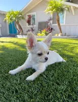 Waffle - Babydoll face long coat , a male Chihuahua for sale in Corona, CA – 1 of 3