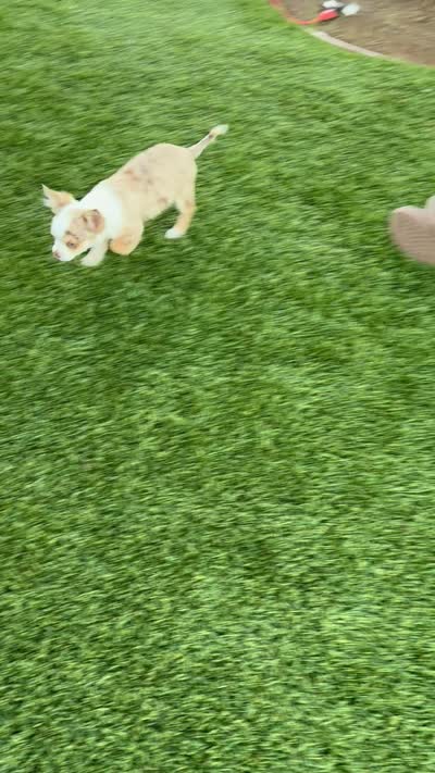 LC Chocolate merle tri  (Crystal Blue eyes) , a male Chihuahua for sale in Corona, CA – 4 of 4
