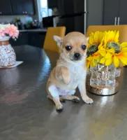 Tiny Foxy , a female Chihuahua for sale in Corona, CA – 2 of 3