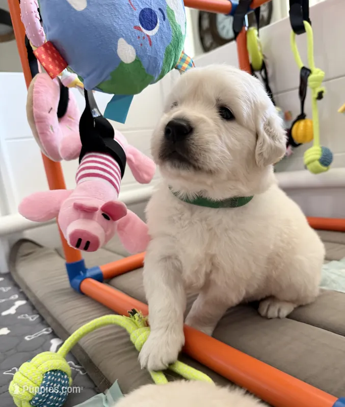 Olaf – English Cream Golden Retriever puppy for sale in Corona, CA