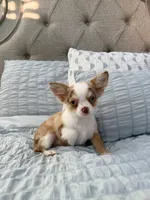 LC Chocolate merle tri  (Crystal Blue eyes) , a male Chihuahua for sale in Corona, CA – 1 of 4