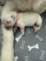 Winter Snow, a female English Cream Golden Retriever for sale in Corona, CA – 1 of 6