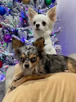 Koda - LC blue eye Babydoll face , a male Chihuahua for sale in Corona, CA – 3 of 5