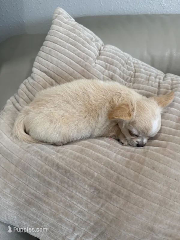 Waffle - Long coat babydoll face  – Chihuahua puppy for sale in Corona, CA