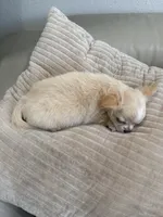 Babydoll Face Waffle - Long coat , a male Chihuahua for sale in Corona, CA – 4 of 8