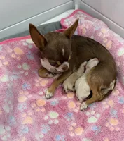 Akc Carebear , a male Chihuahua for sale in Corona, CA – 3 of 5