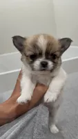 AKC Babydoll face Bambi, a male Chihuahua for sale in Corona, CA – 3 of 8